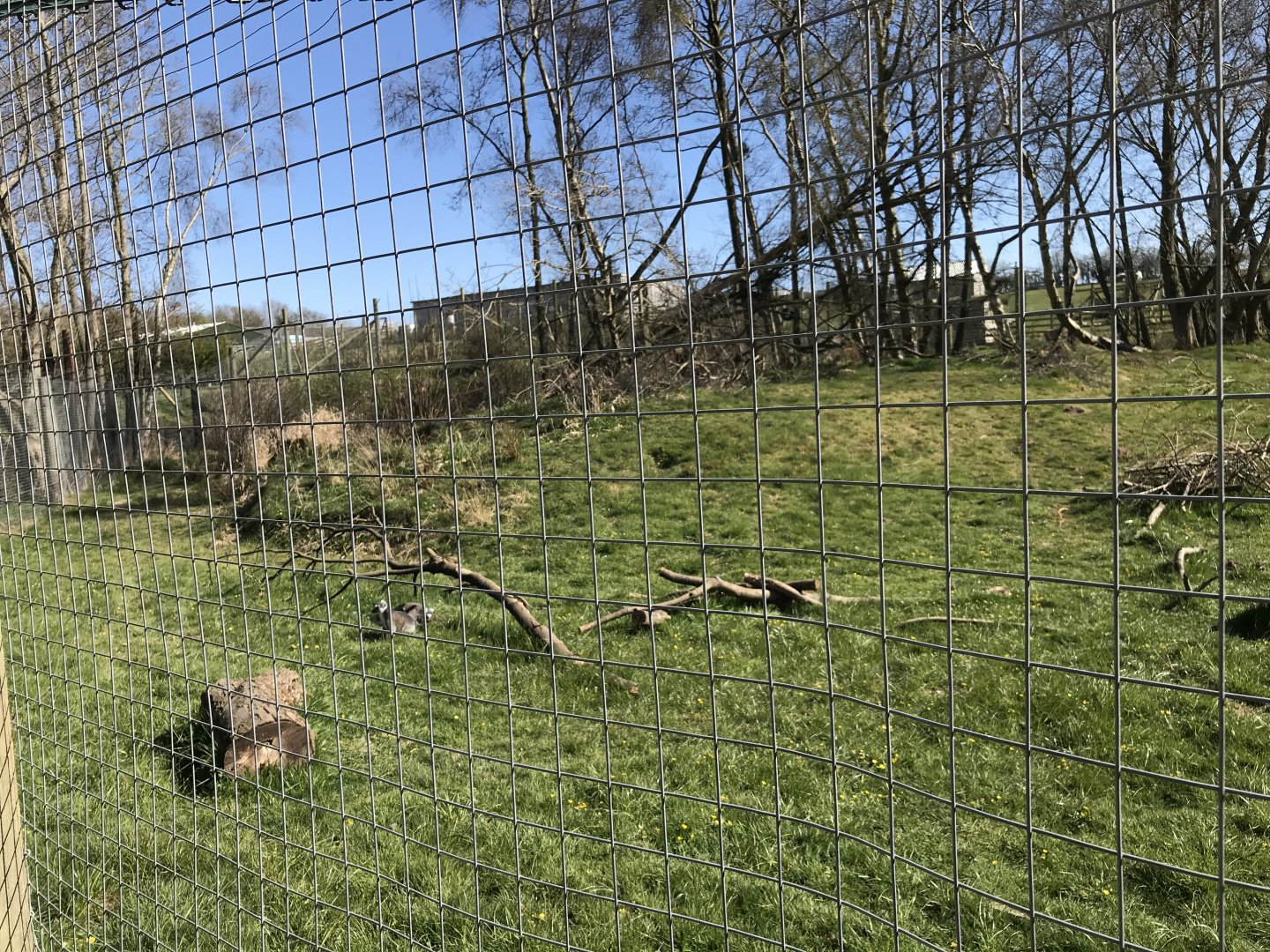 Lemur Enclosure