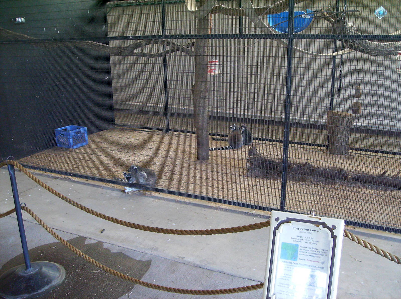 Lemur enclosures