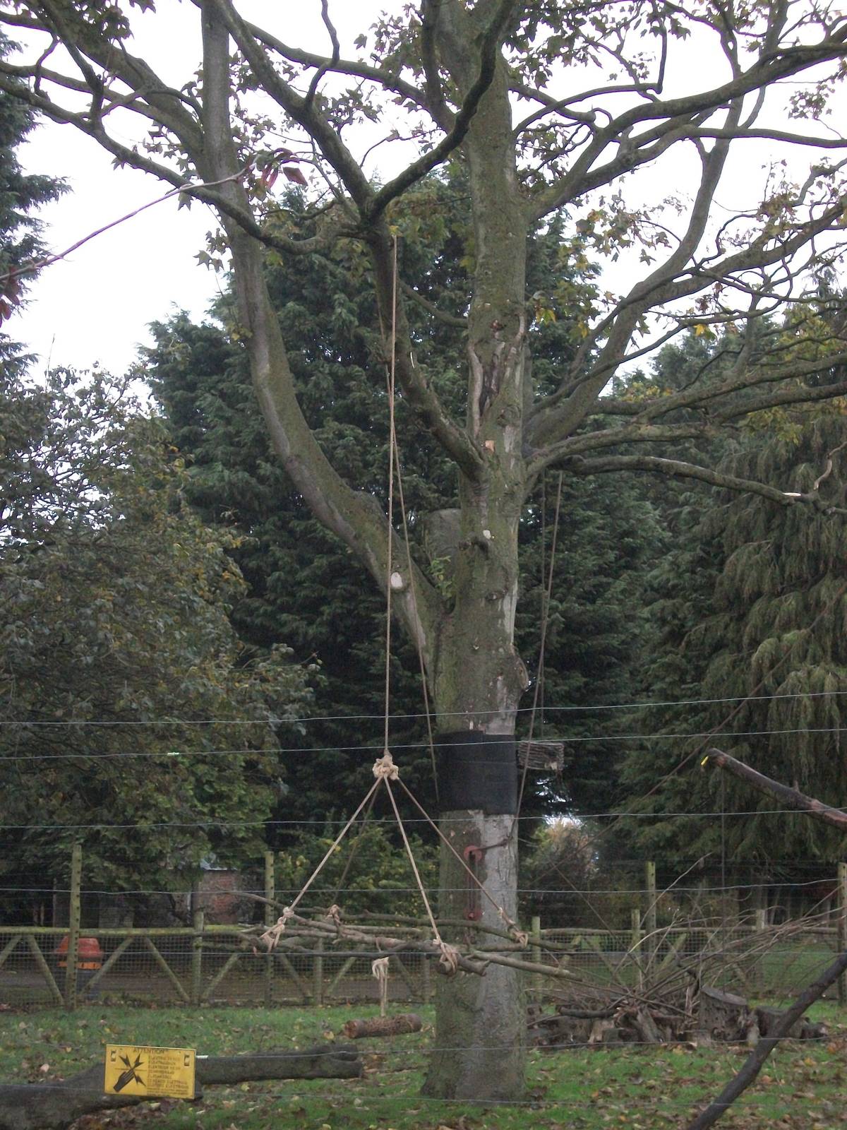 Lemur enrichment 1st November 2012