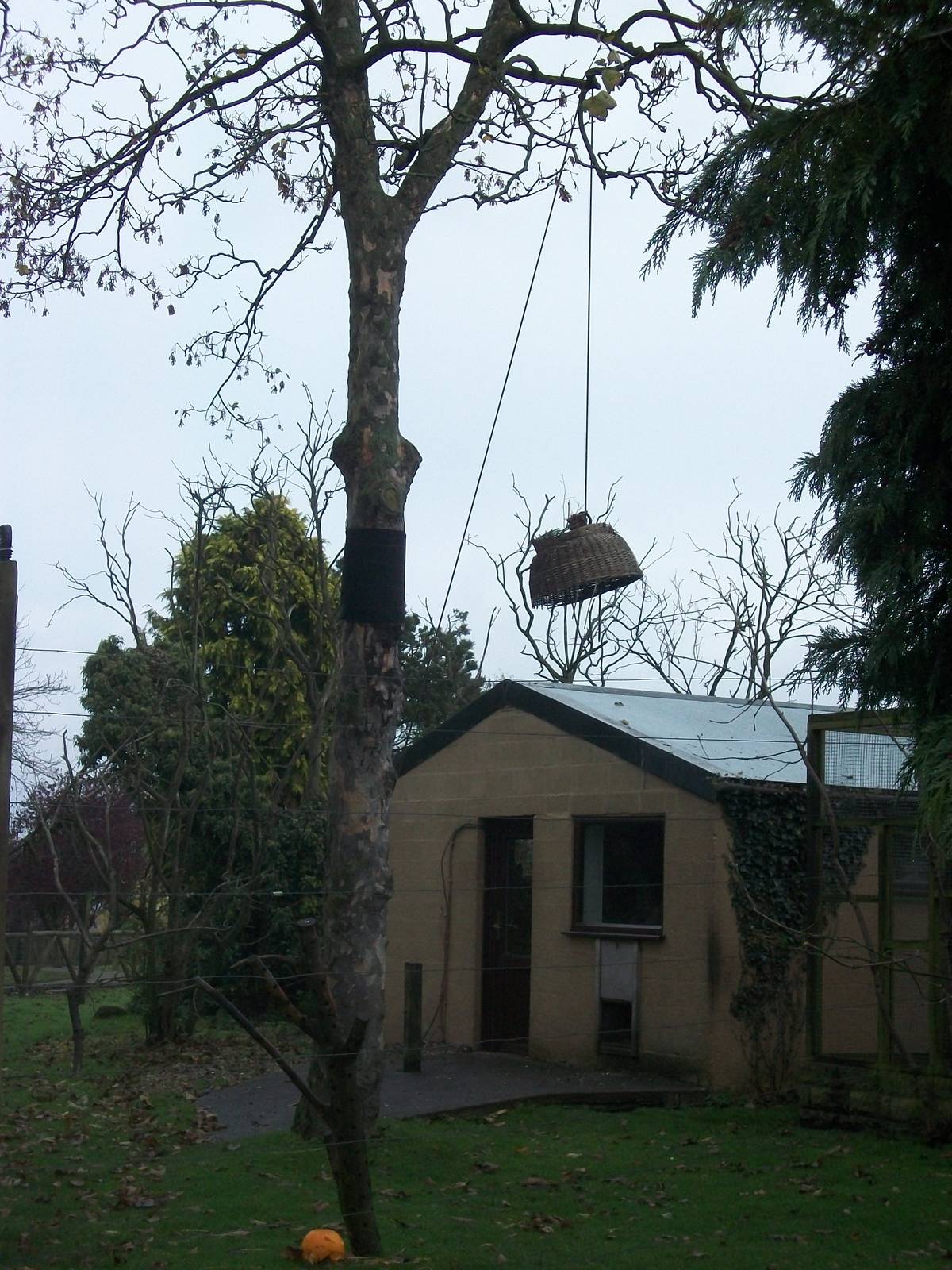 Lemur enrichment 1st November 2012