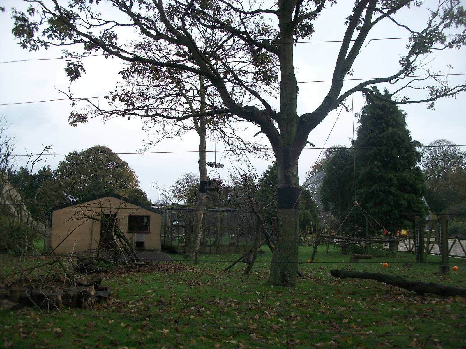 Lemur enrichment 1st November 2012