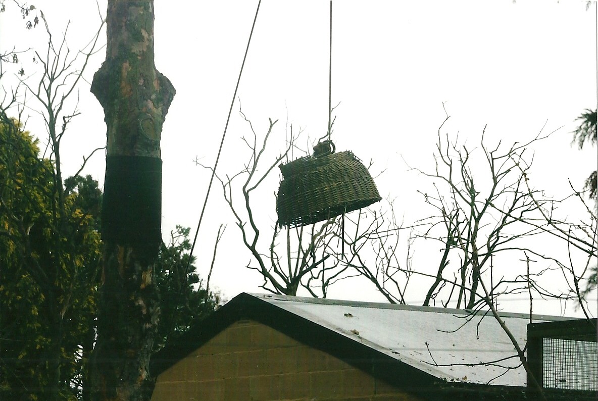 Lemur enrichment 1st November 2012