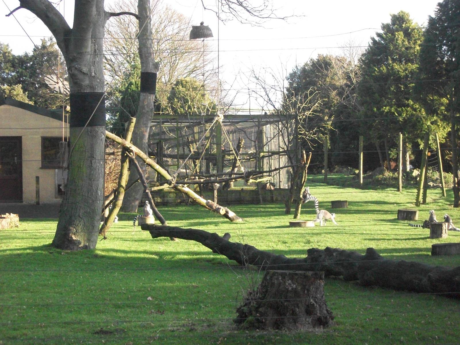 Lemur exhibit 4th January 2013