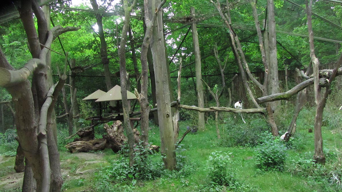 Lemur exhibit 6/9/13