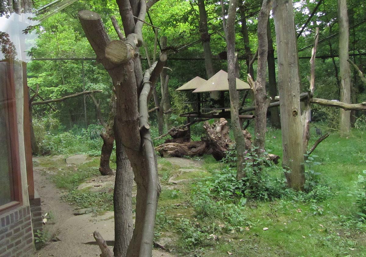 Lemur exhibit 6/9/13