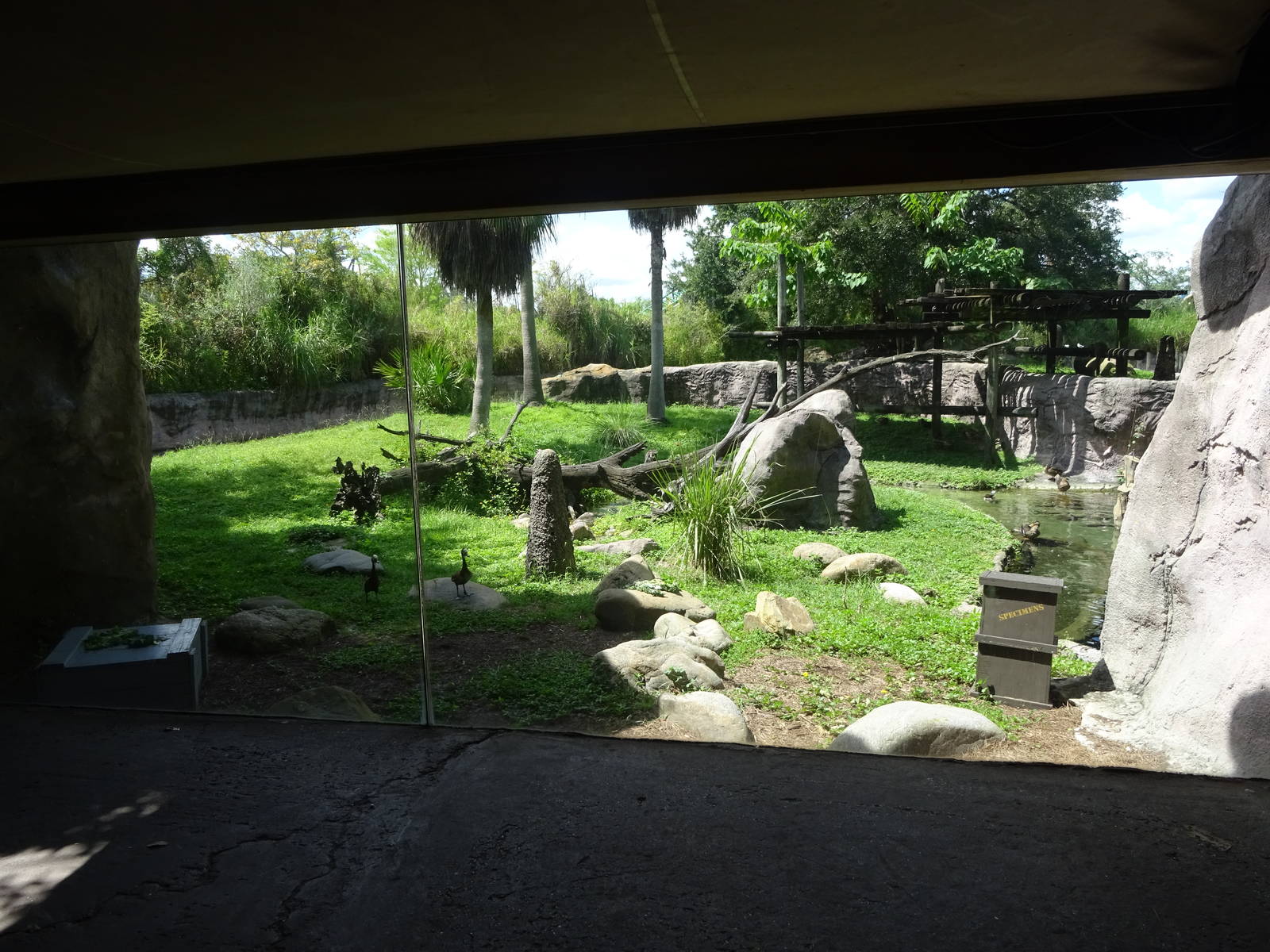 Lemur Exhibit at Busch Gardens Tampa
