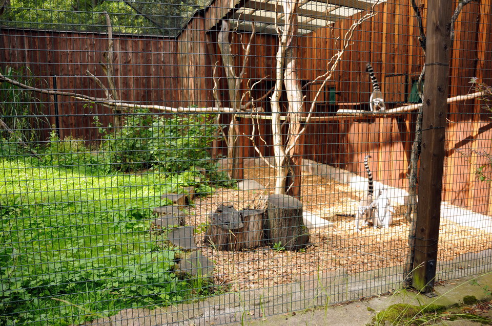 Lemur exhibit at Dessau
