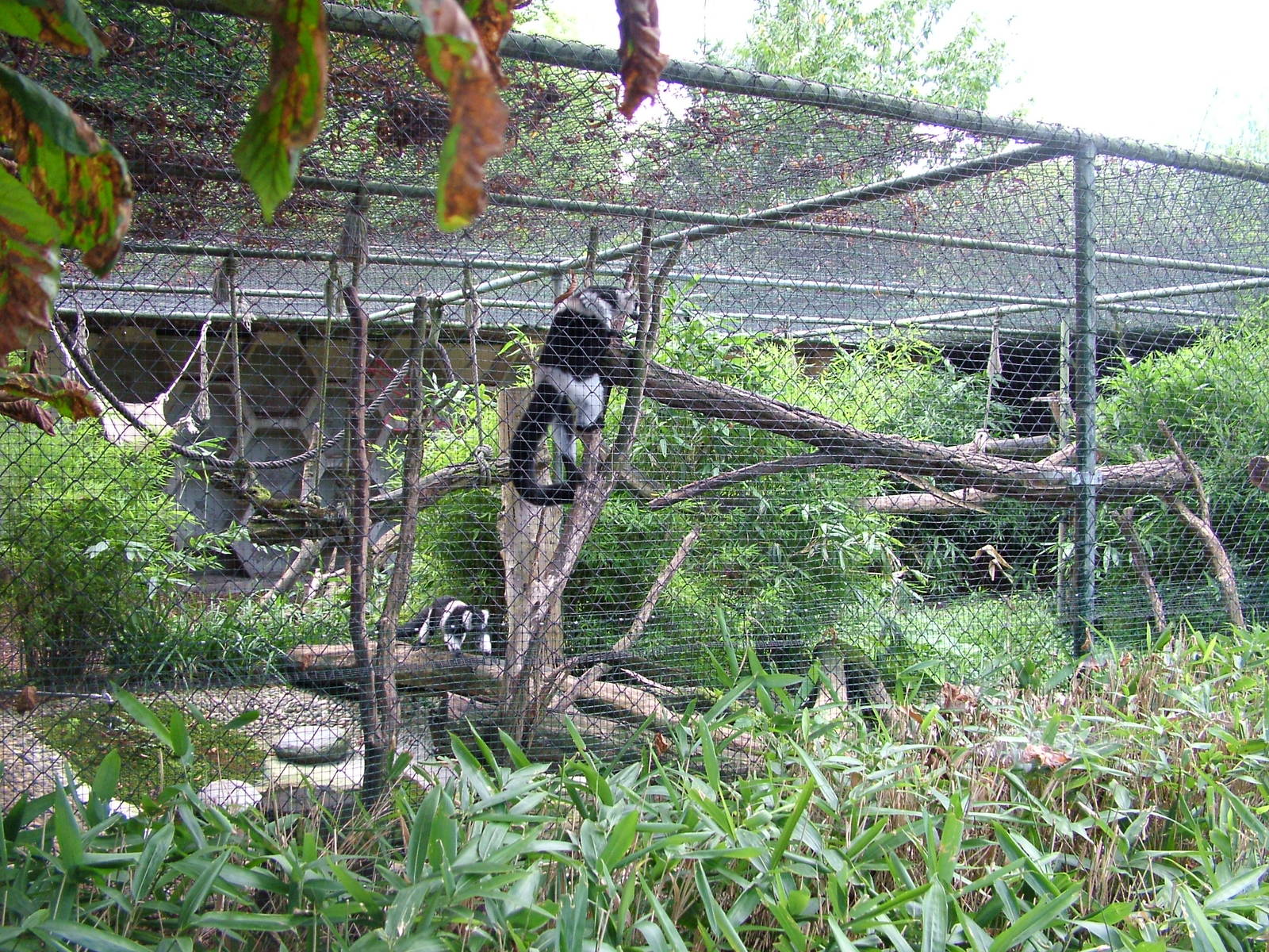 Lemur Exhibit at Heidelberg, 05/09/10