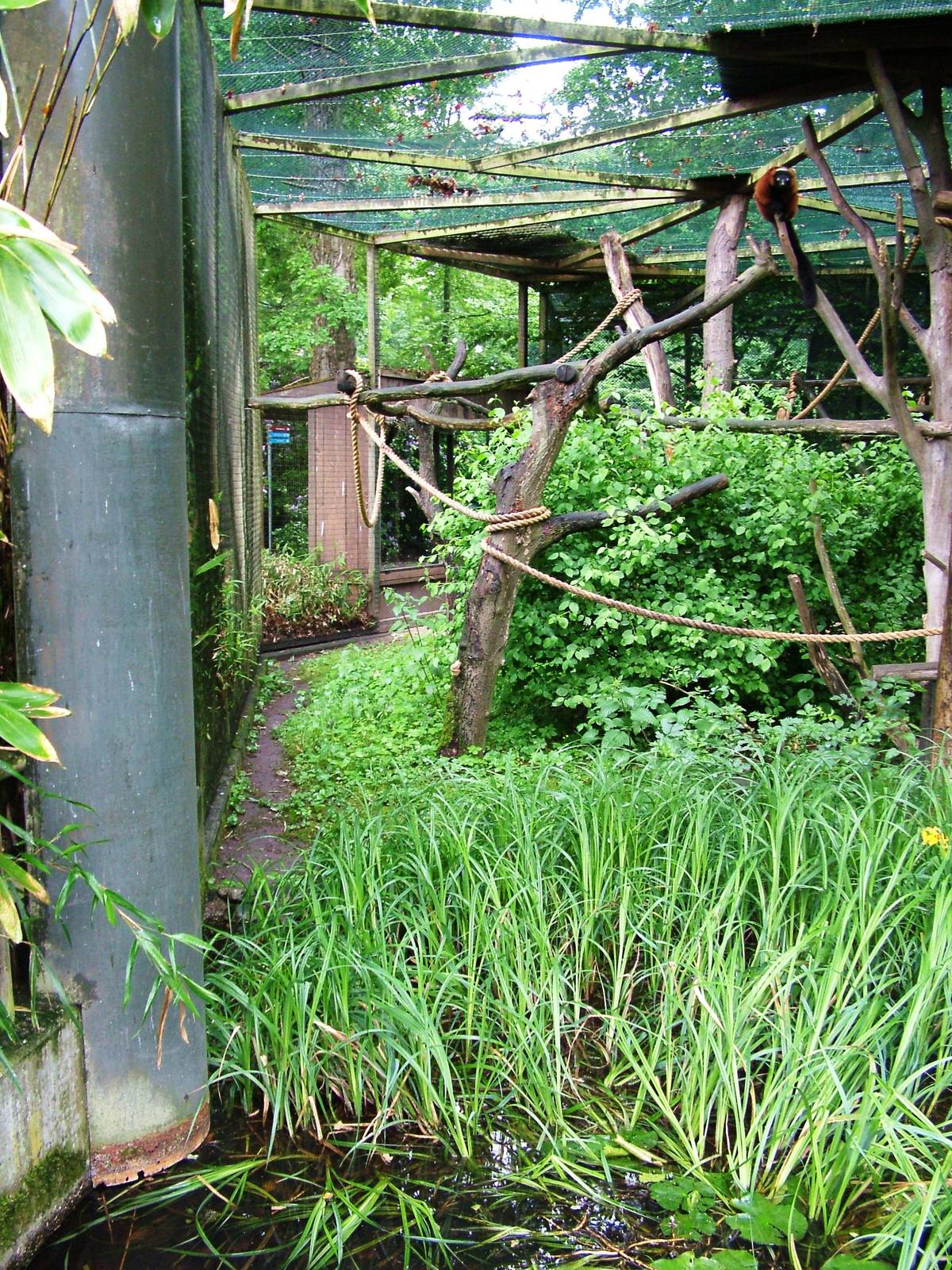 Lemur Exhibit at Rheine, 03/06/12