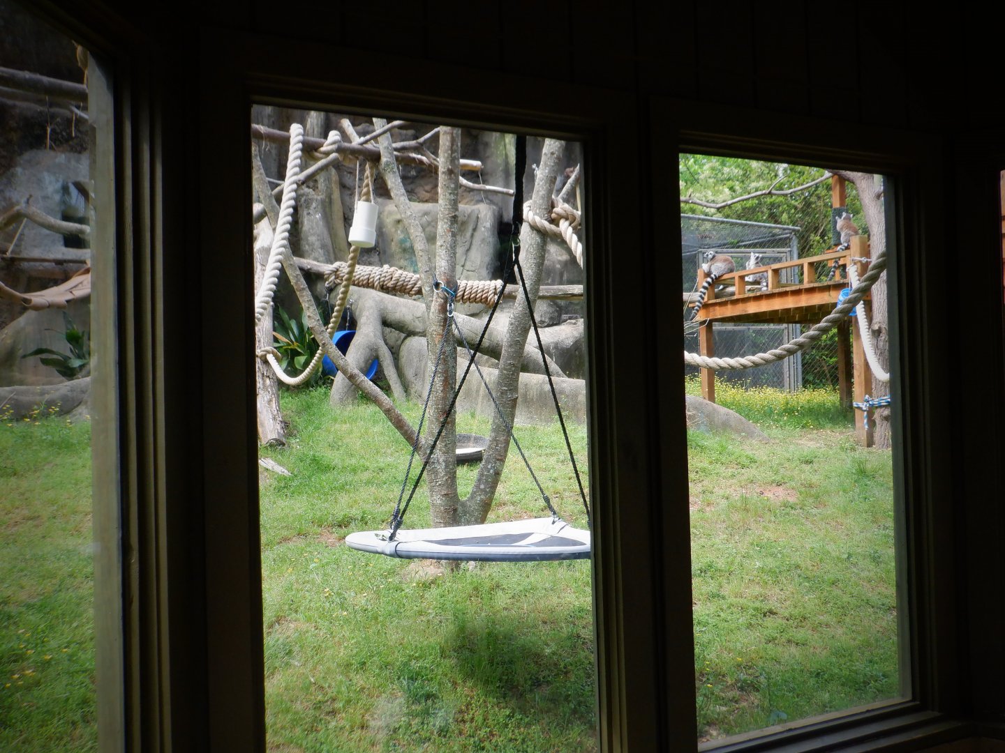 Lemur exhibit at the Greensboro Science Center