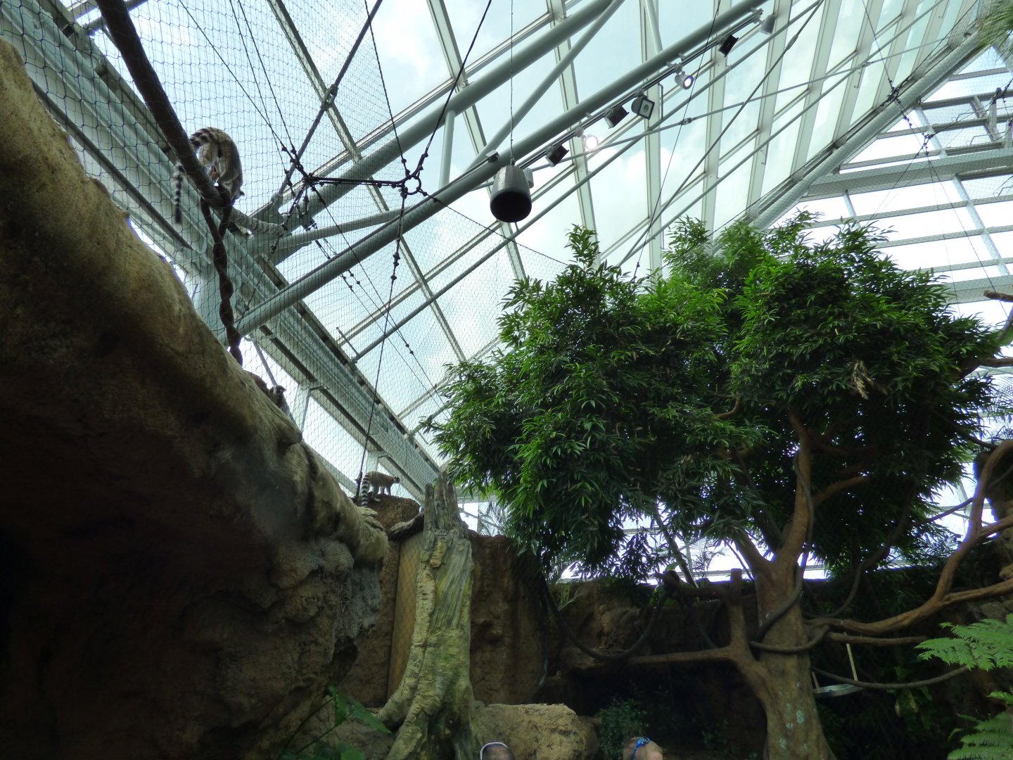 Lemur Exhibit - May 2018