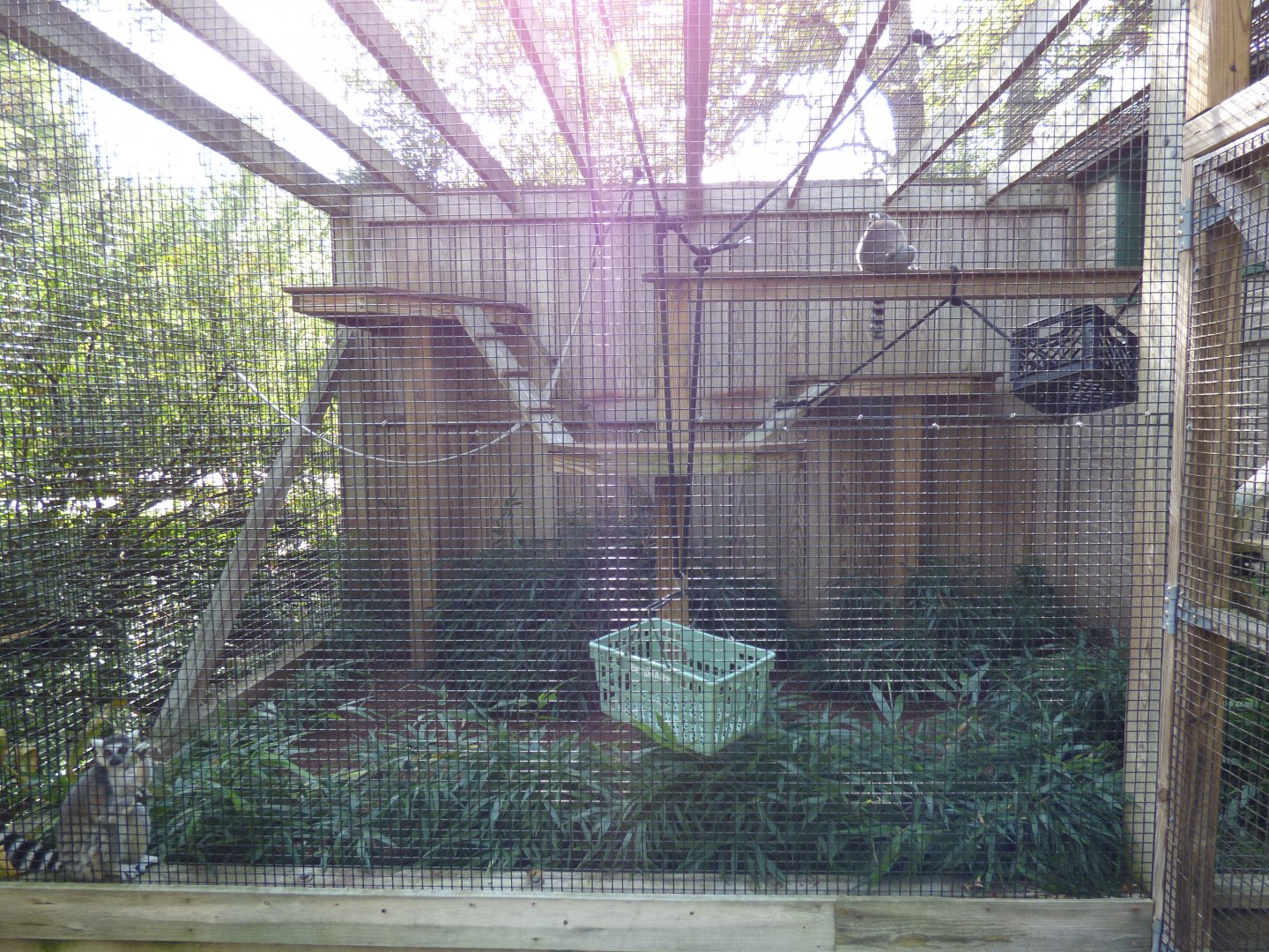 Lemur Exhibit, October 2017