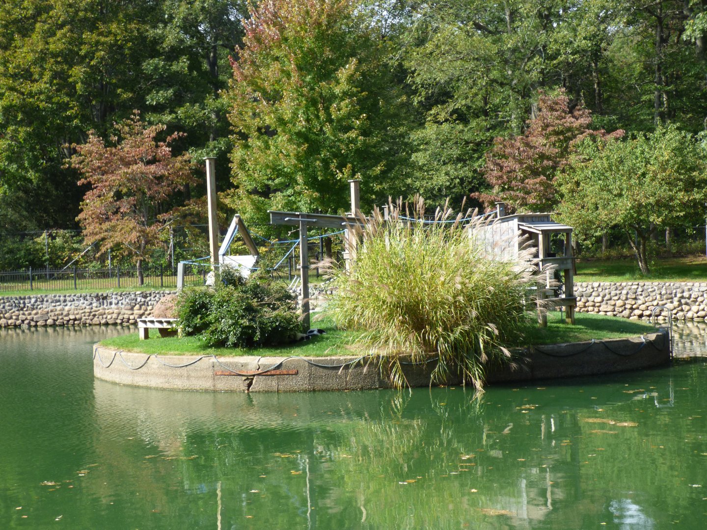 Lemur Exhibit, October 2017