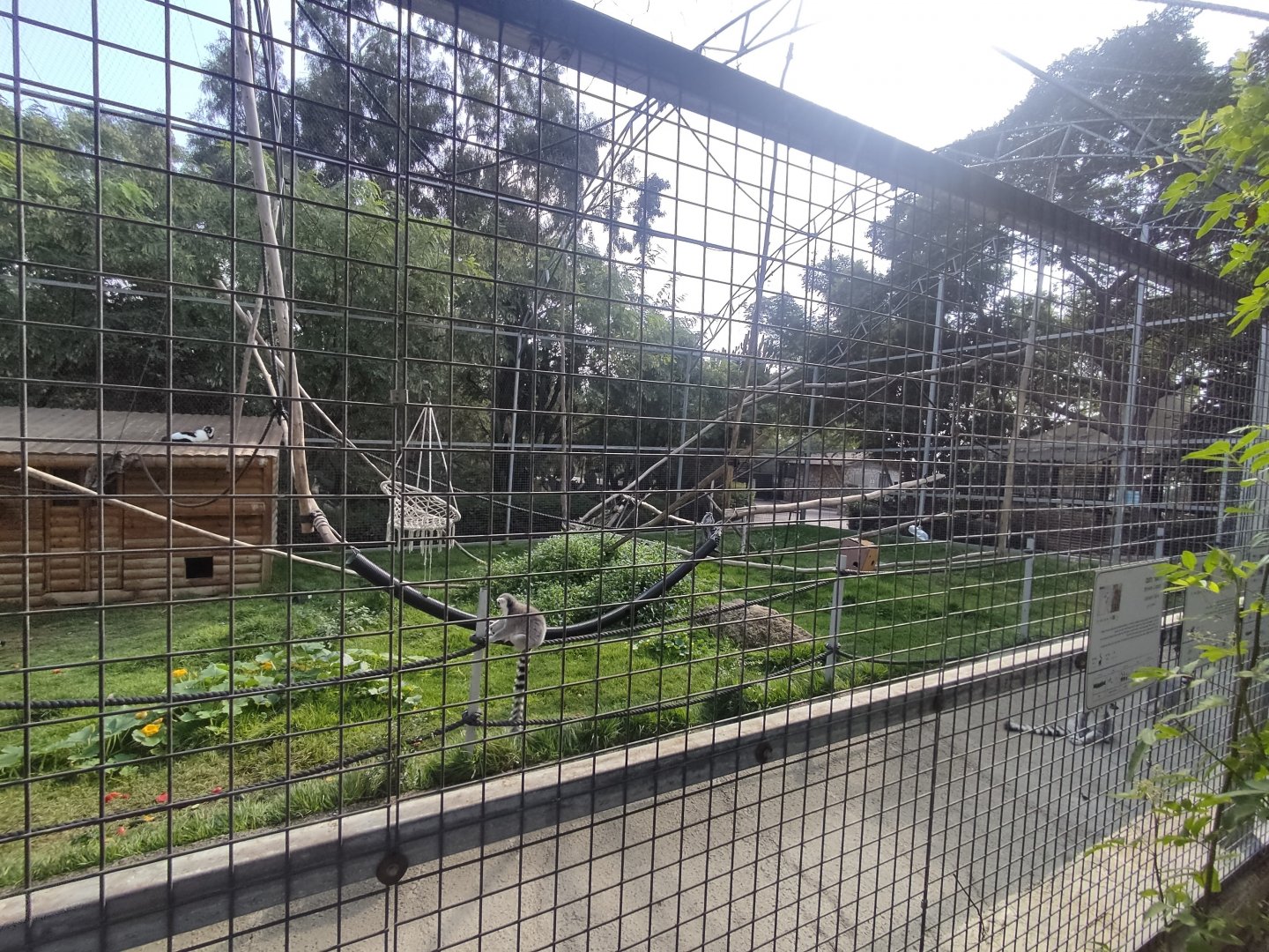 Lemur Exhibit Part 1