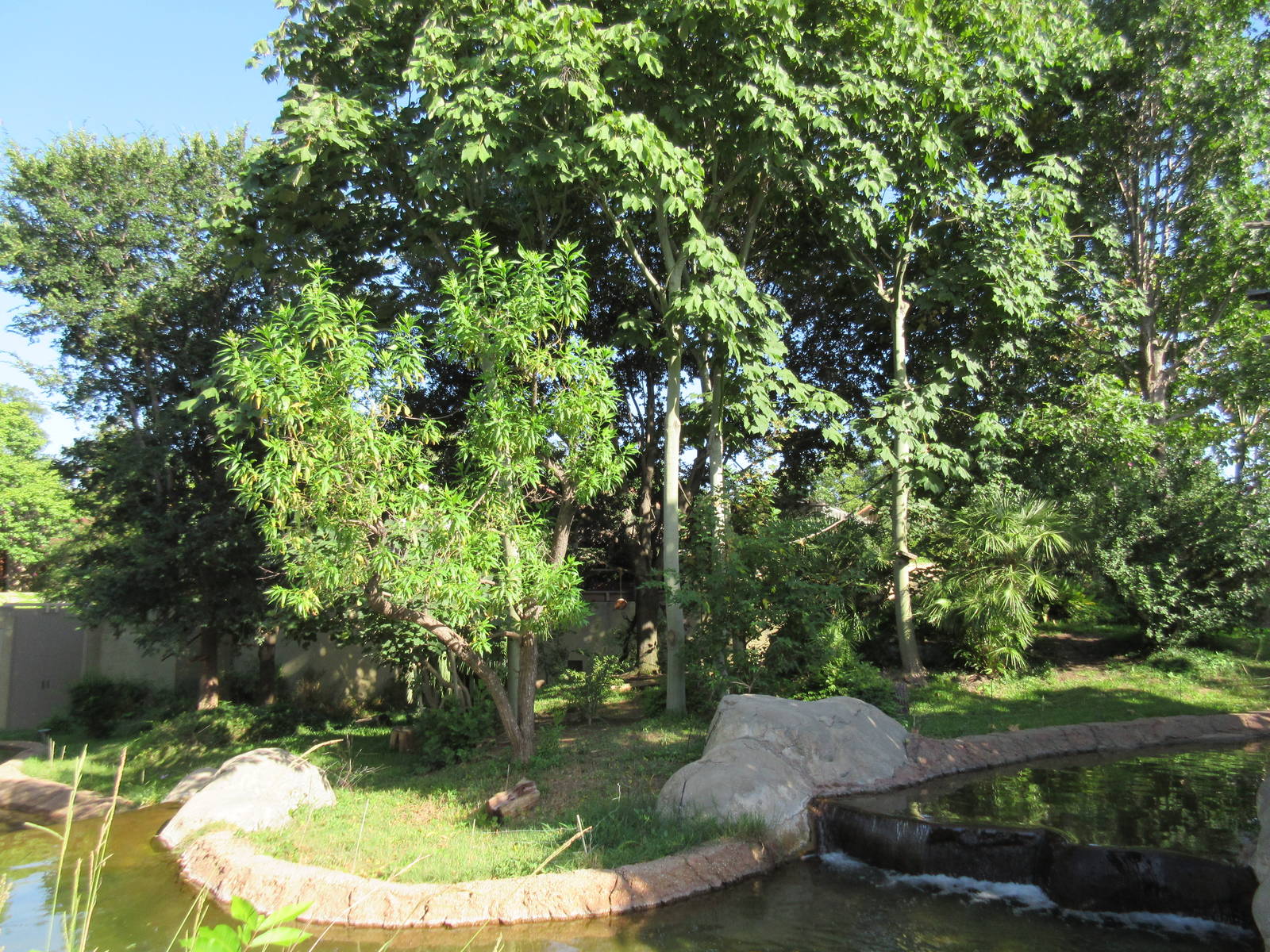 Lemur Exhibit - Ring-Tailed, Black + White Ruffed + Collared