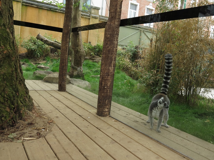 Lemur exhibit