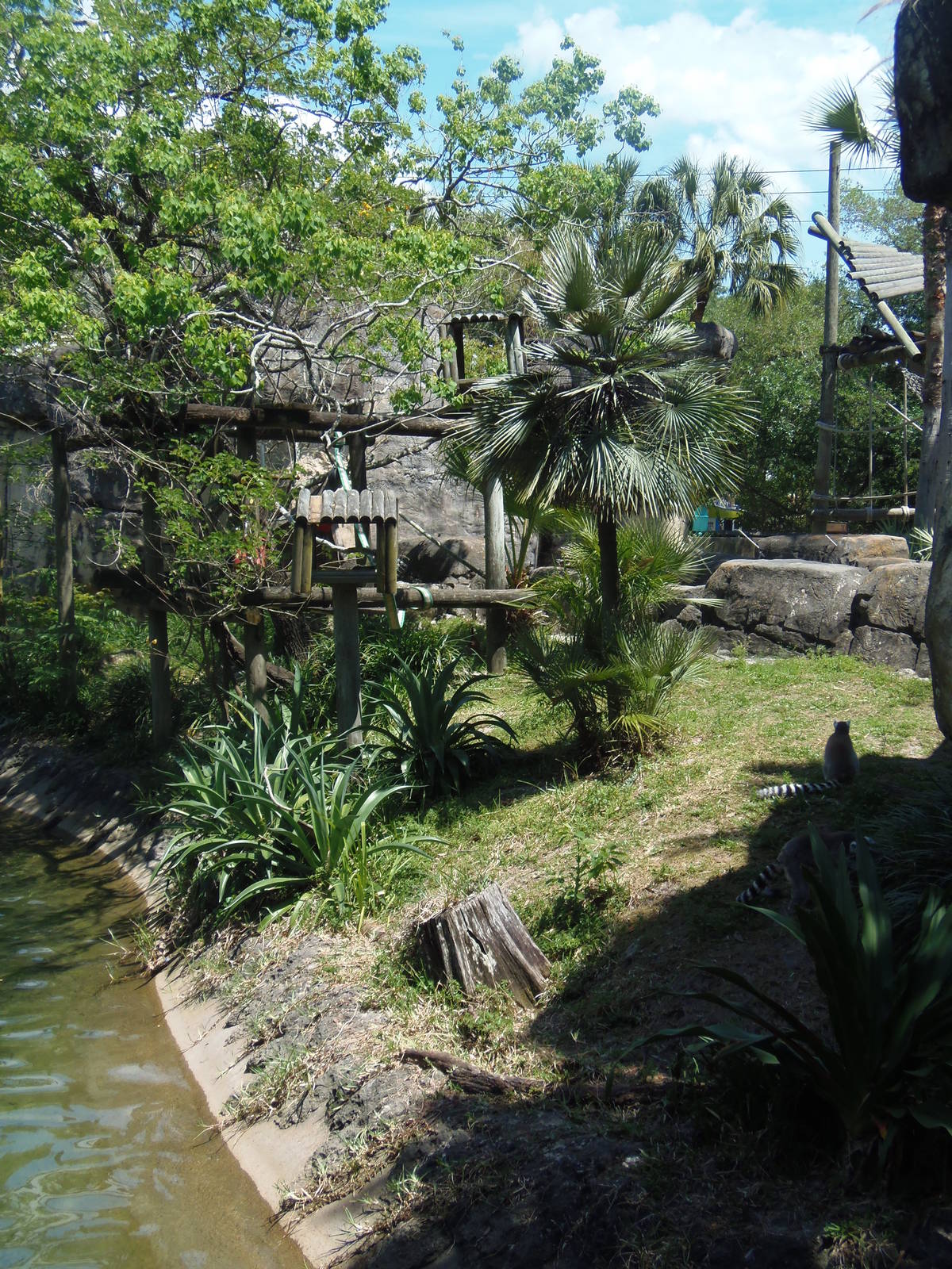 Lemur Exhibit