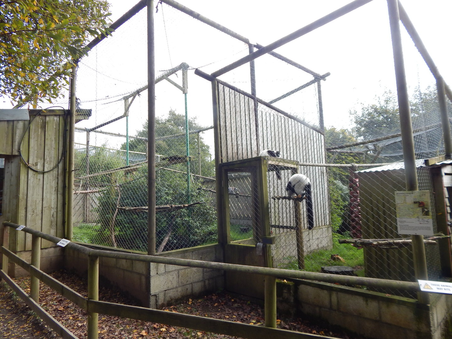 Lemur exhibits 151022