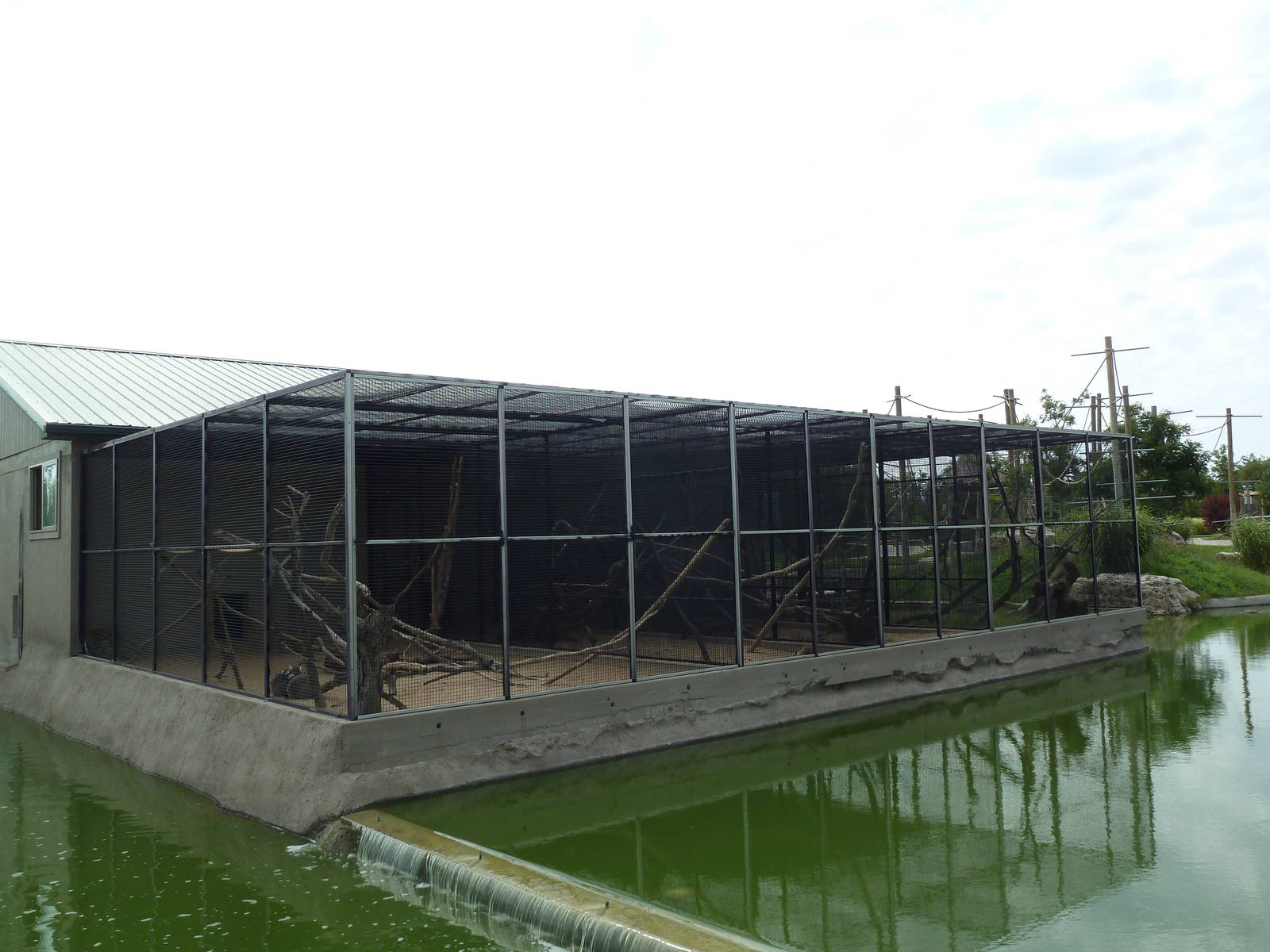 Lemur Exhibits (various groups are rotated onto the island)