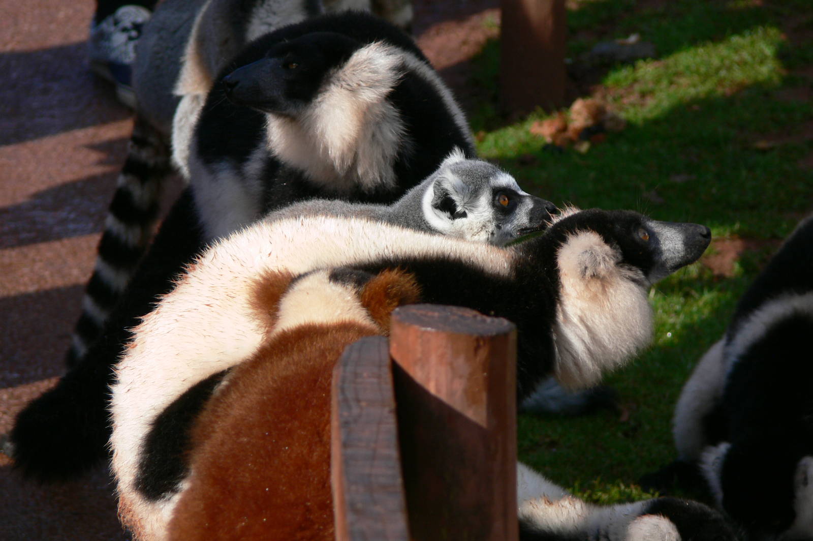 Lemur Feeding at South Lakes, 11/10/14
