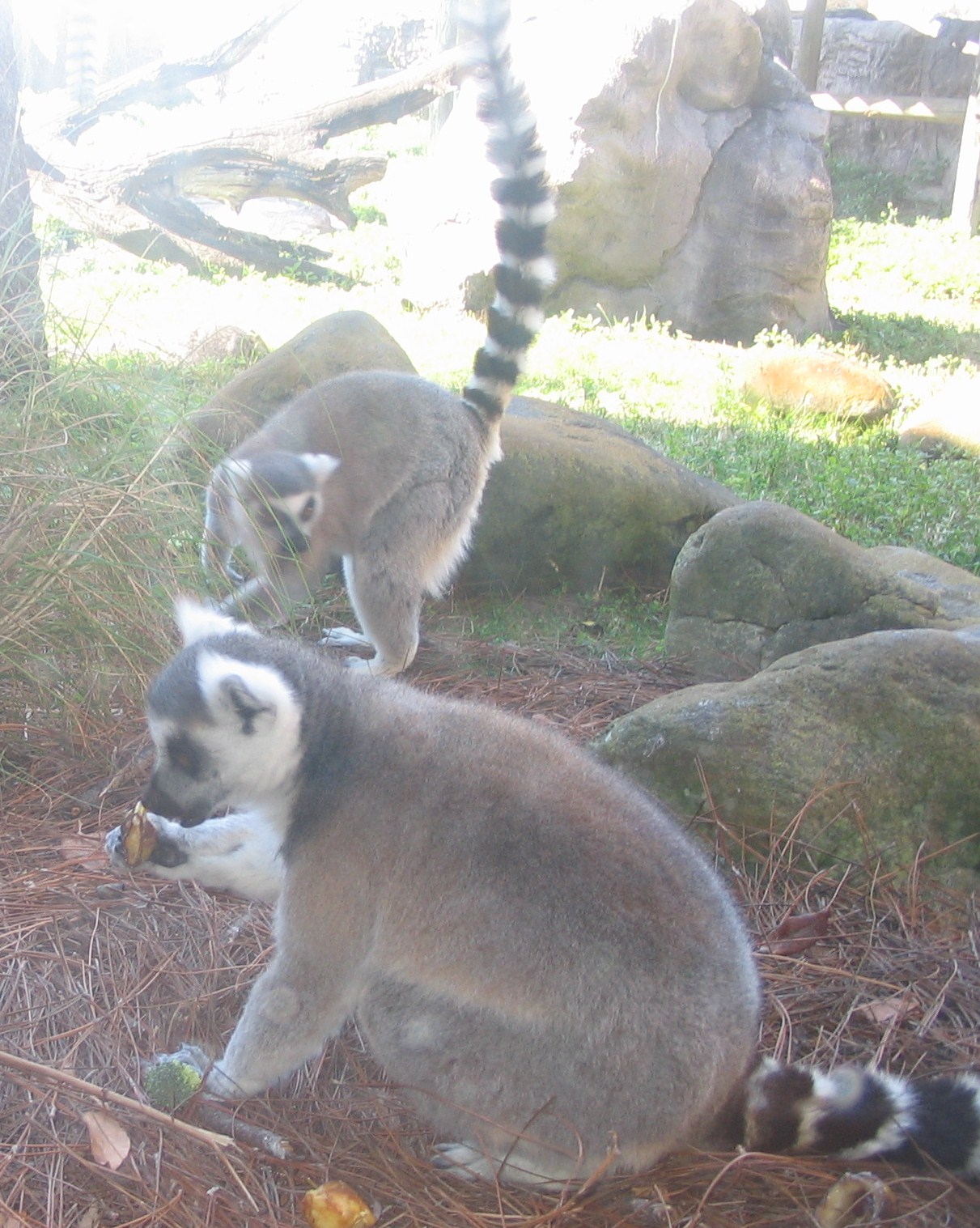 Lemur Feeding