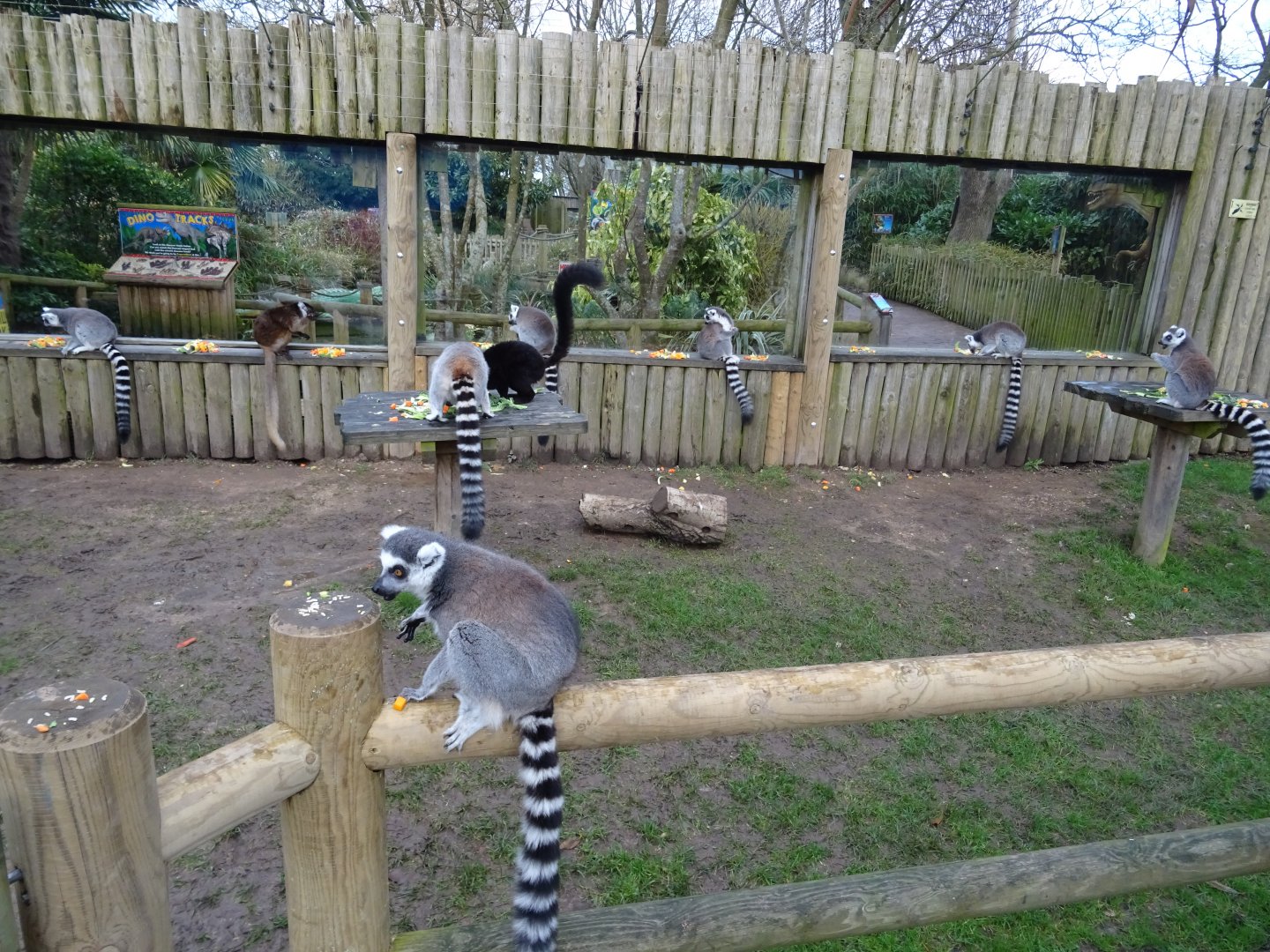 Lemur feeding