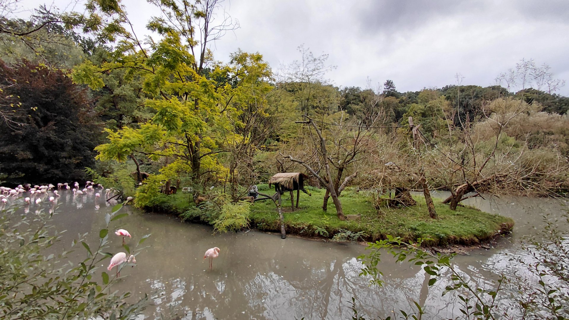 Lemur + flamingo exhibit