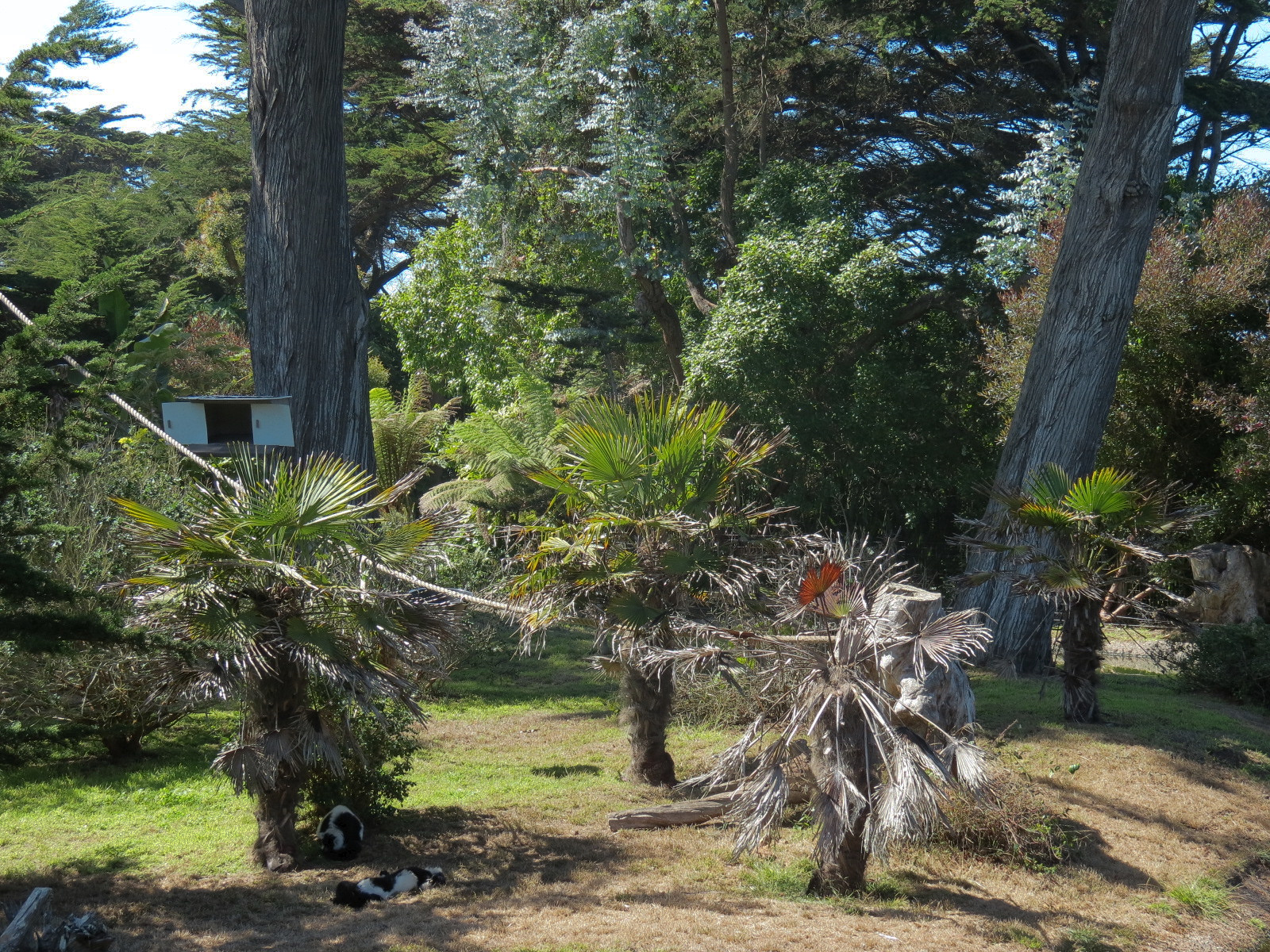 Lemur Forest - Black and White Ruffed Lemur