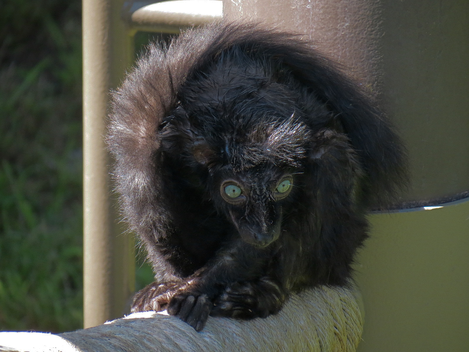 Lemur Forest - Blue-eyed Black Lemur