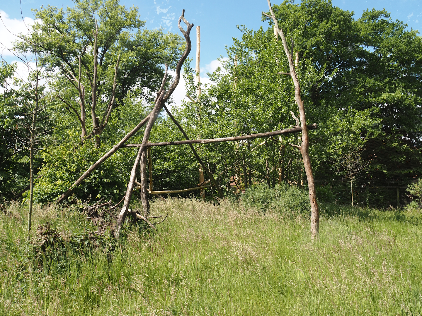 Lemur Forest exhibit, 2025-05-22