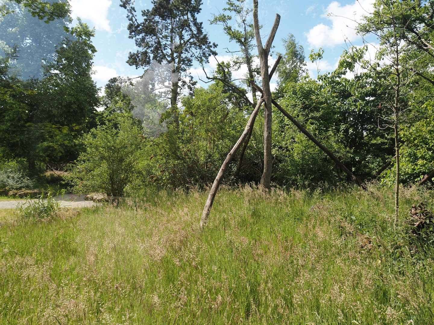 Lemur Forest exhibit, 2025-05-22