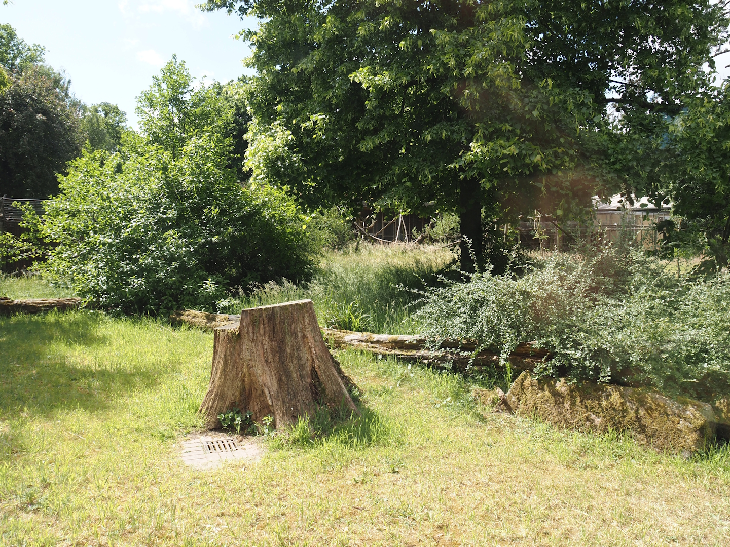 Lemur Forest exhibit, 2025-05-22