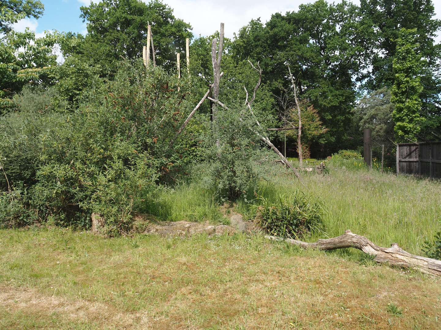 Lemur Forest exhibit, 2025-05-22