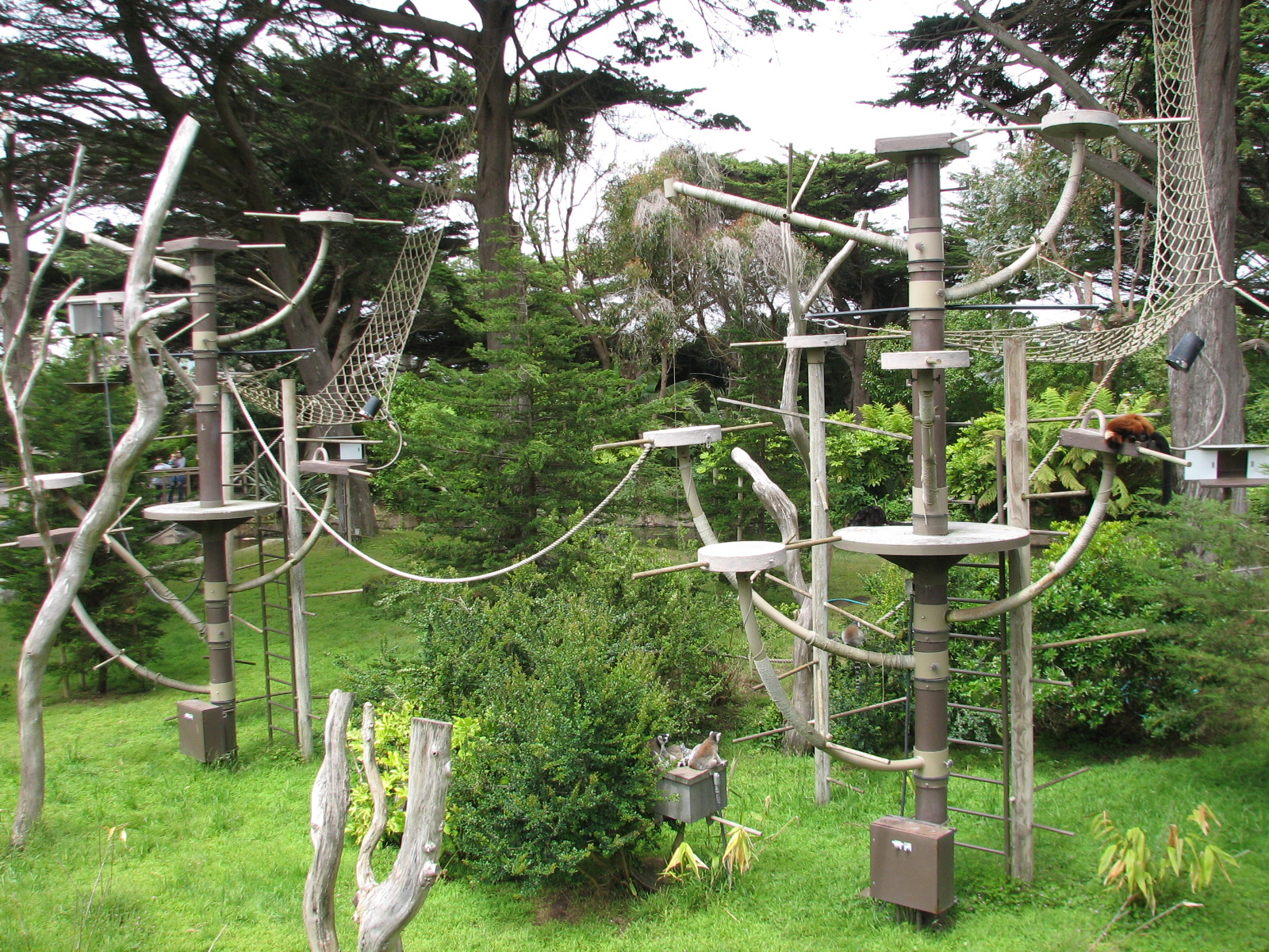 Lemur Forest - Main Habitat