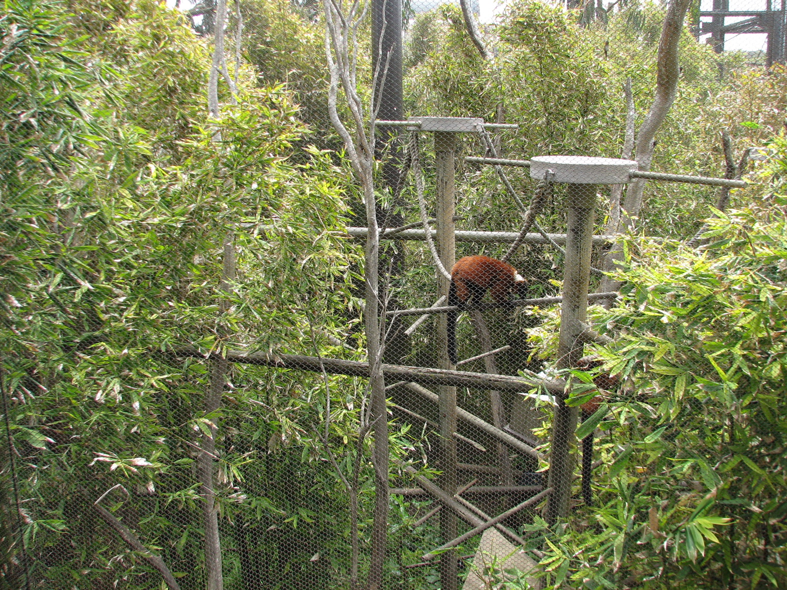 Lemur Forest - Netted Enclosure