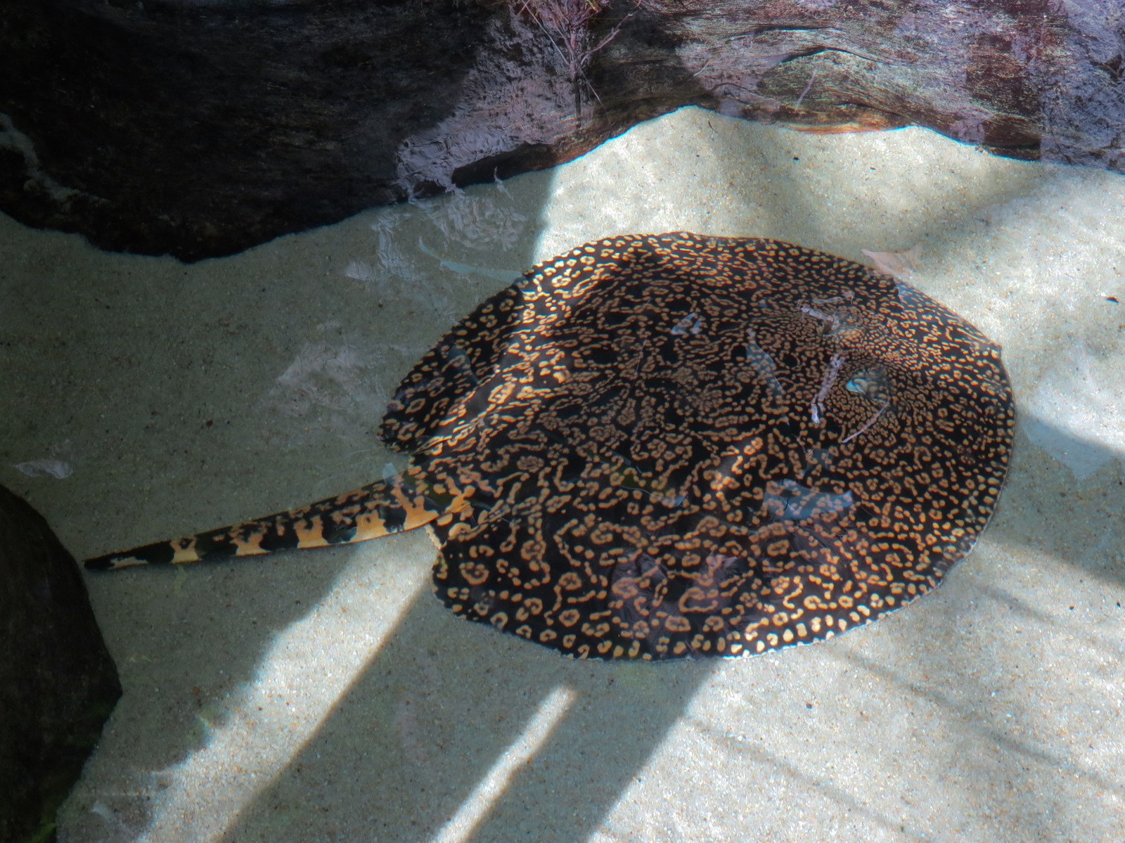 Lemur Forest - Pond Exhibit - Tiger Stingray