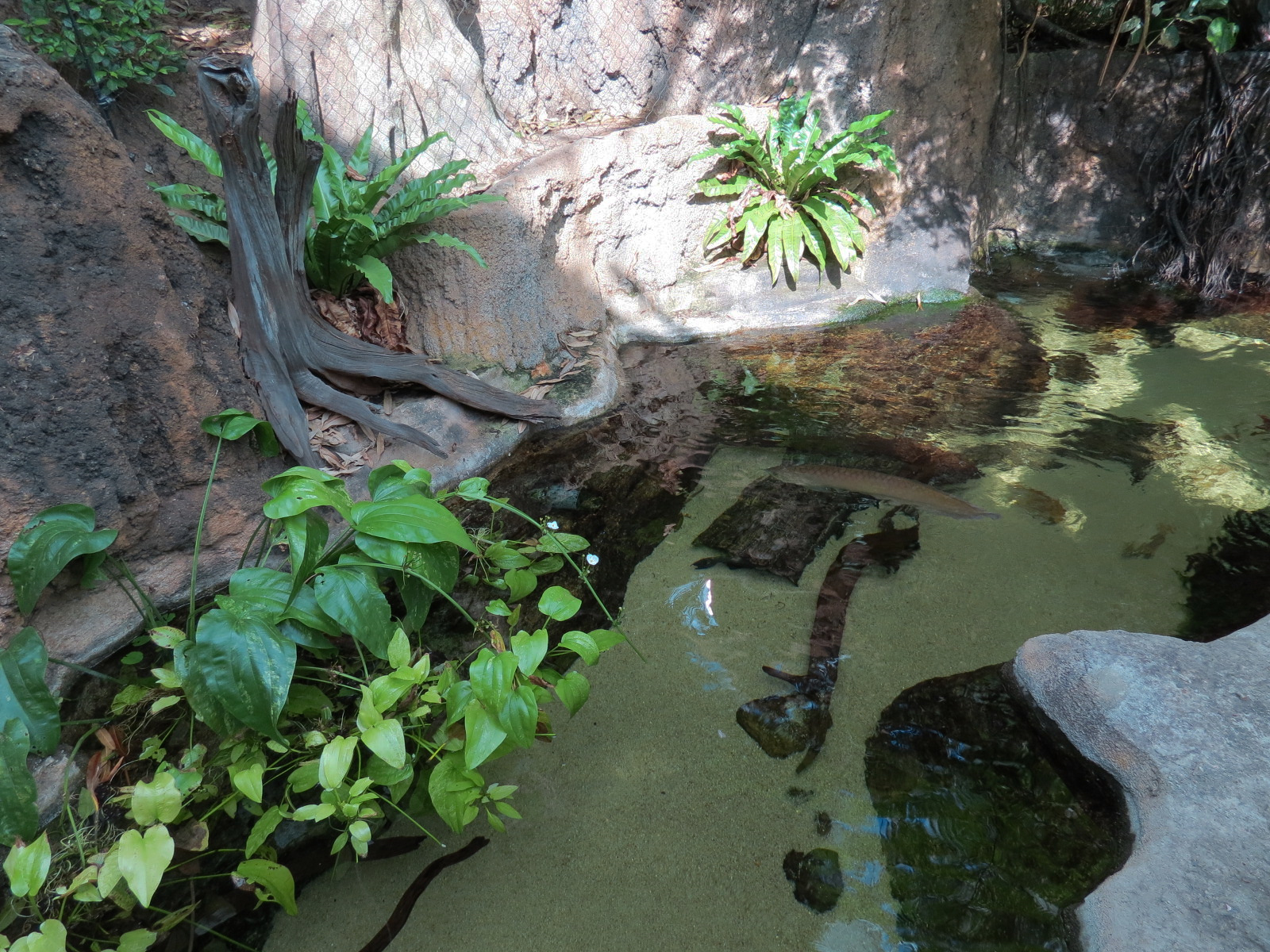 Lemur Forest - Pond Exhibit