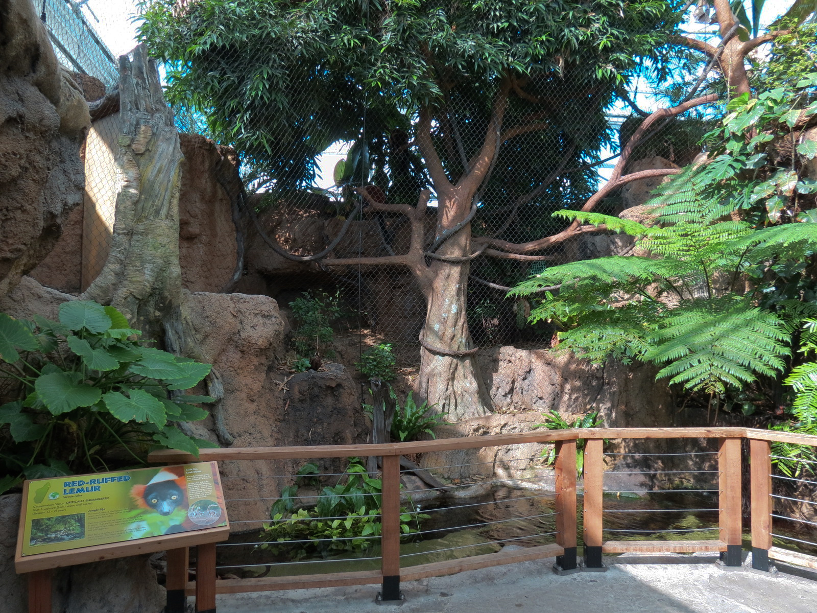Lemur Forest - Red-ruffed Lemur Exhibit