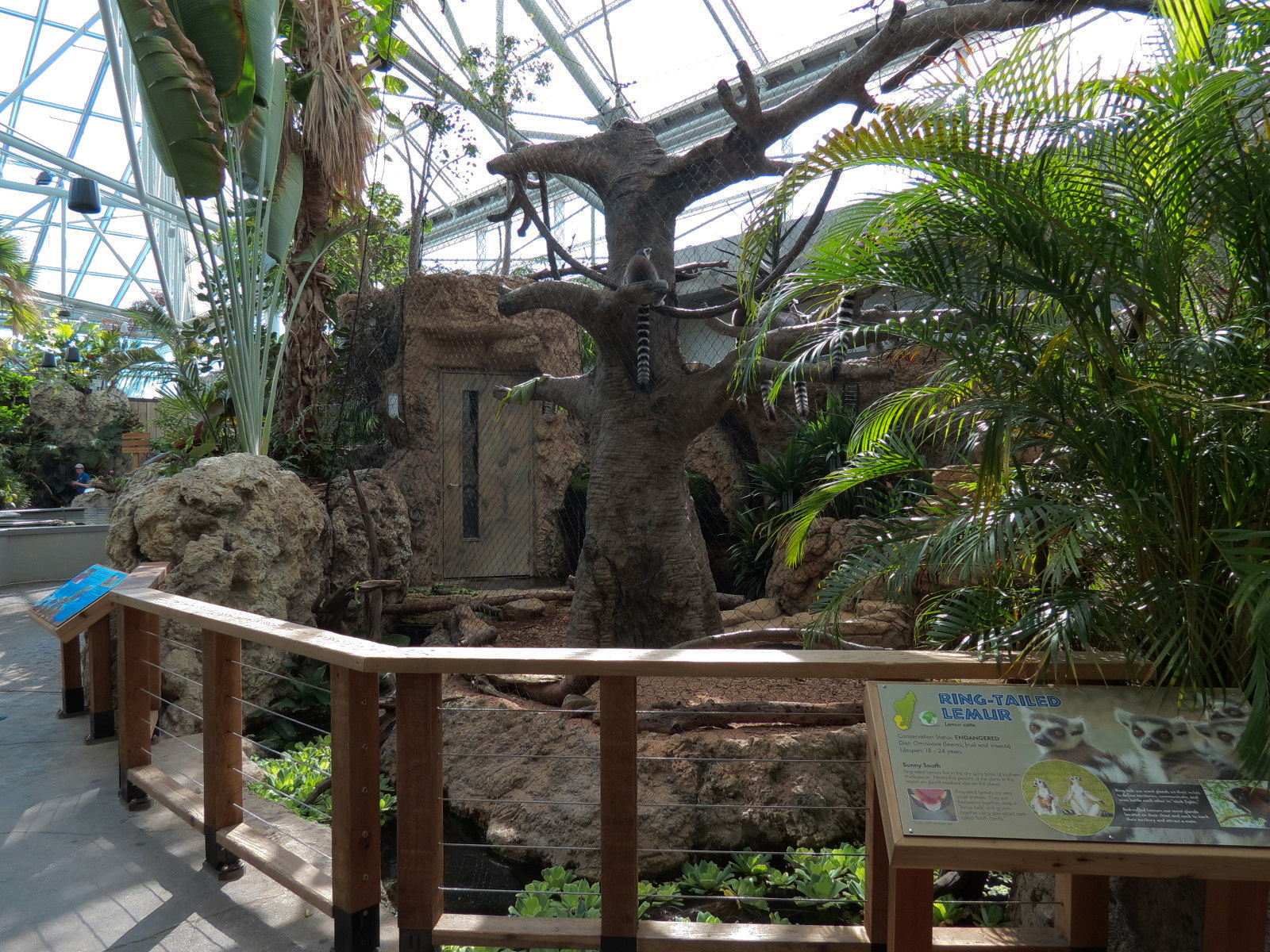 Lemur Forest - Ring-tailed Lemur and Radiated Tortoise Exhibit