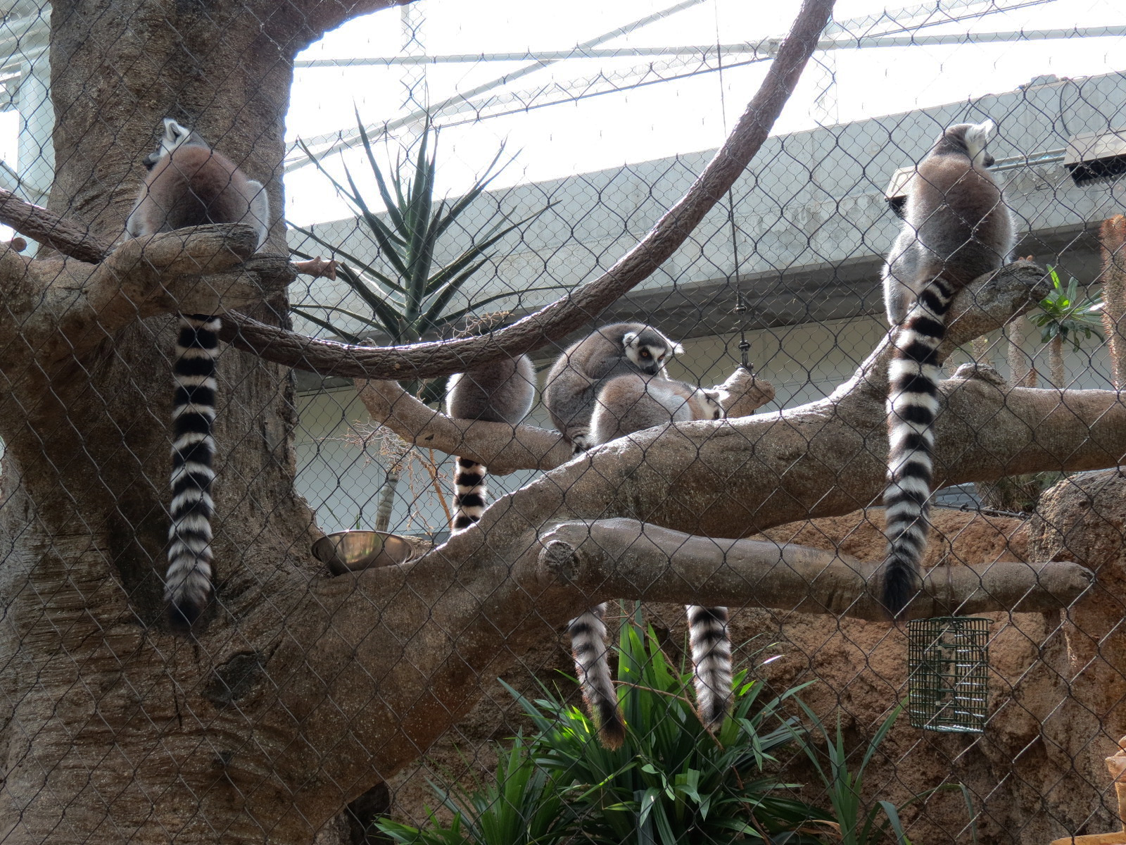Lemur Forest - Ring-tailed Lemur and Radiated Tortoise Exhibit