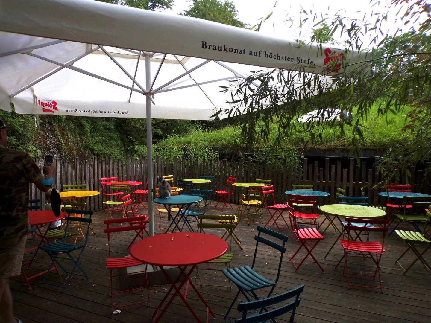 Lemur free-roaming in Africa section of zoo 13.7.25