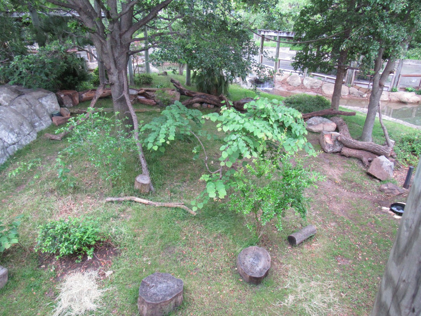 Lemur Habitat Modifications for Aldabra Tortoise