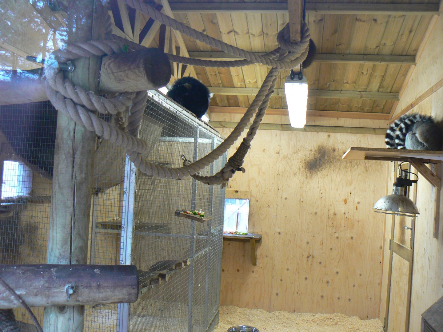 Lemur House - 12 February 2018