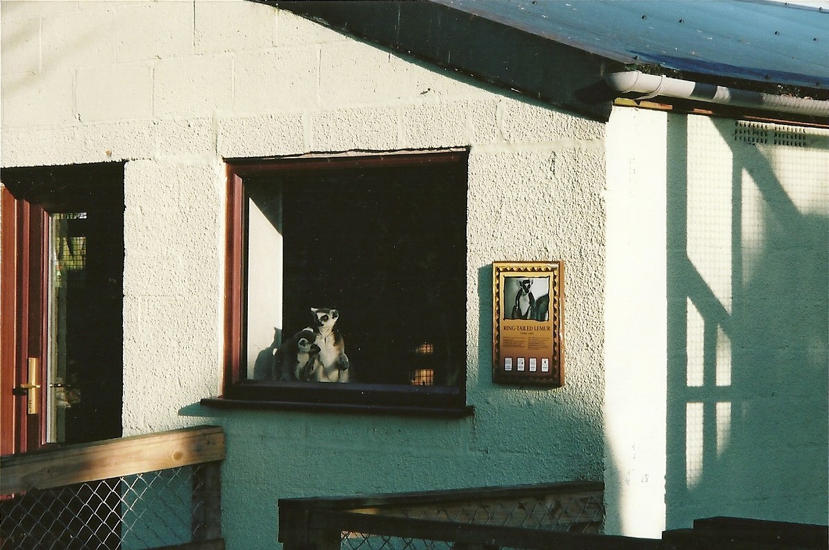 Lemur House, 2nd December 2000