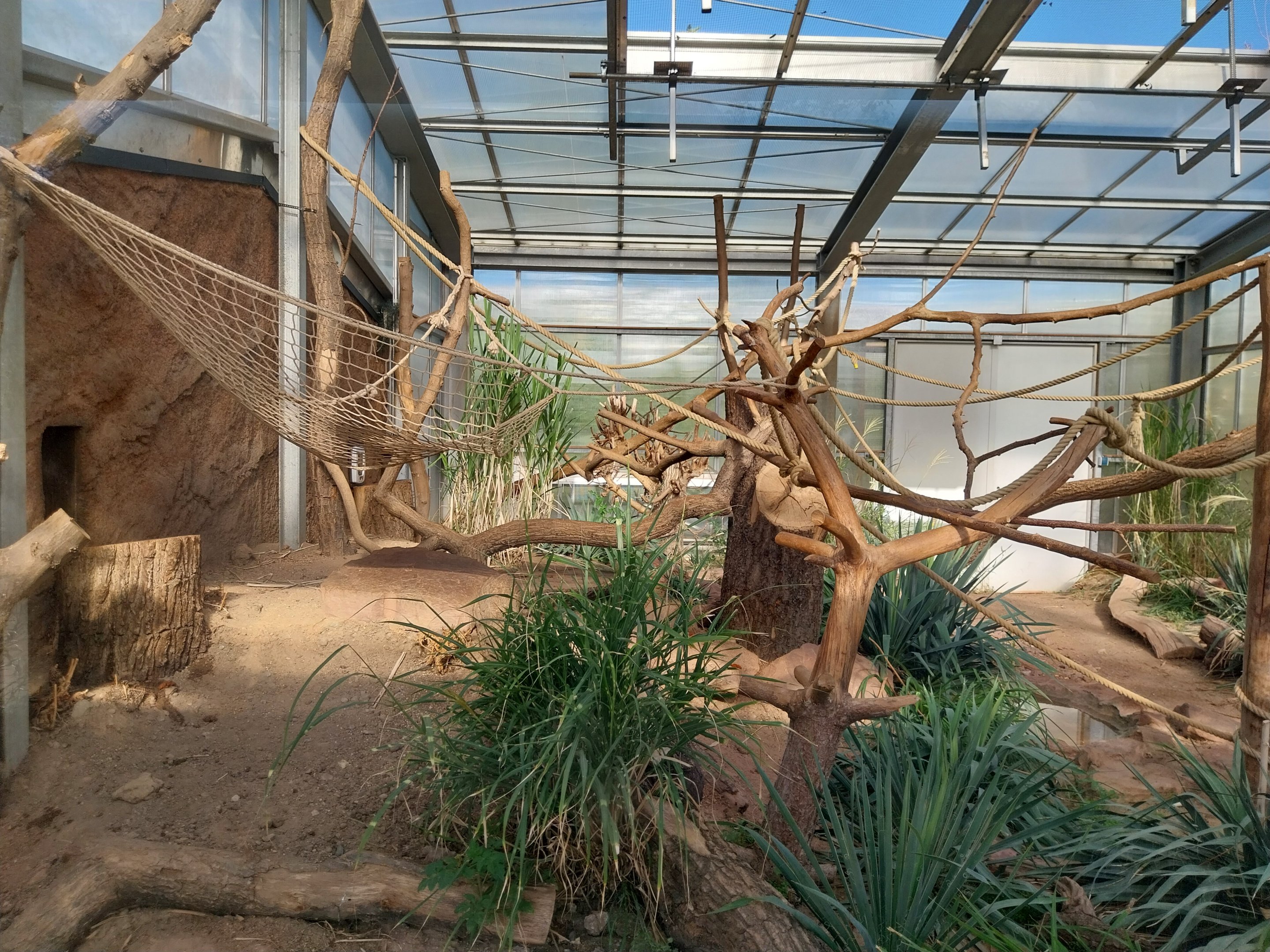 Lemur House - Black Lemur (Eulemur macaco)