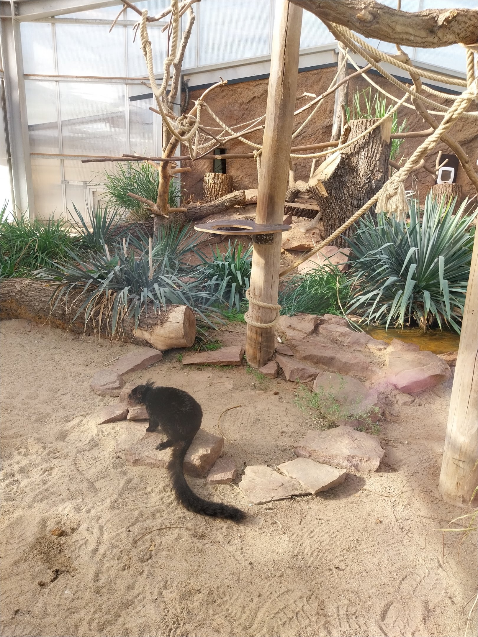 Lemur House - Black Lemur (Eulemur macaco)