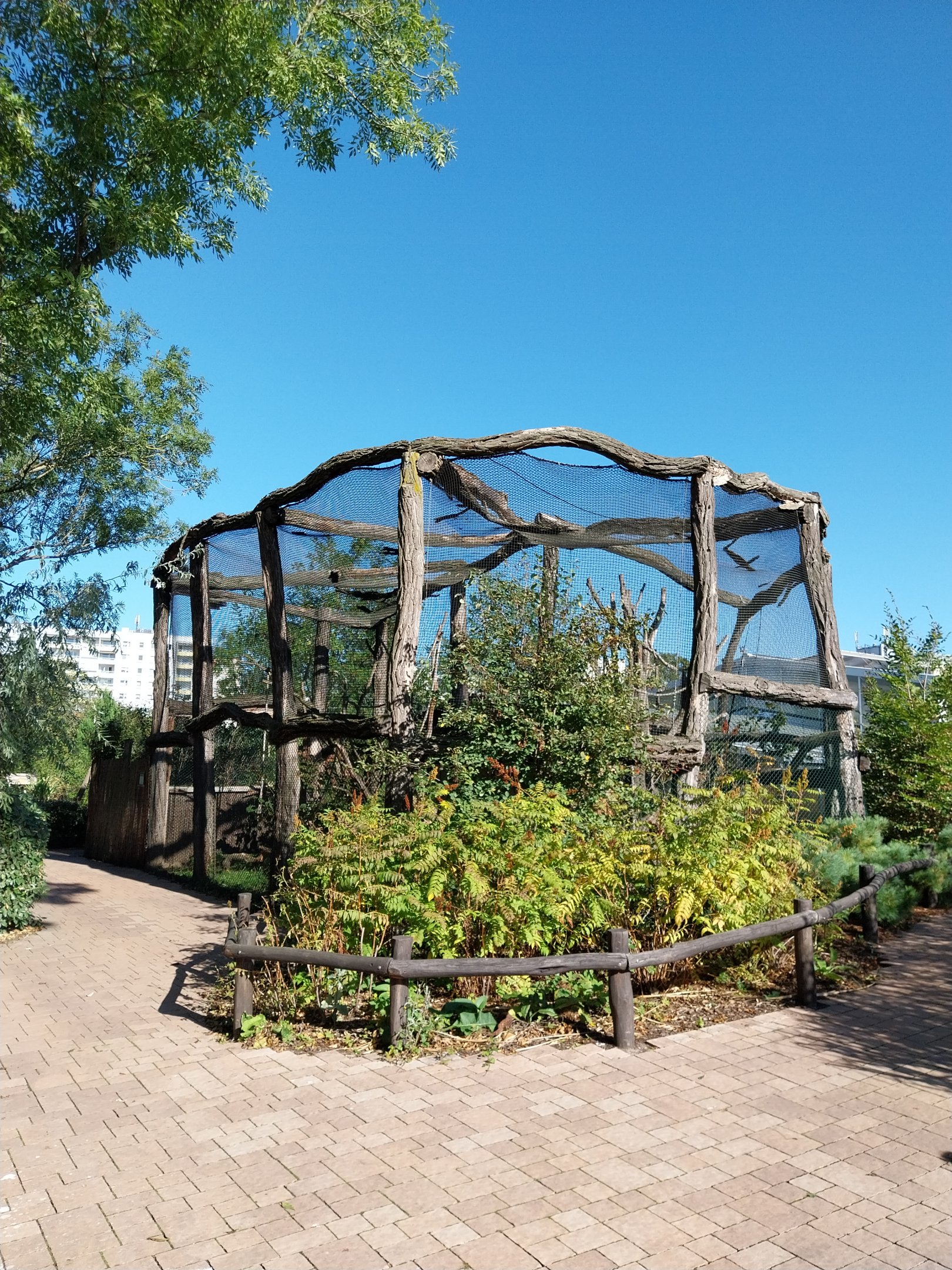 Lemur House - Crowned Lemur (Eulemur coronatus)