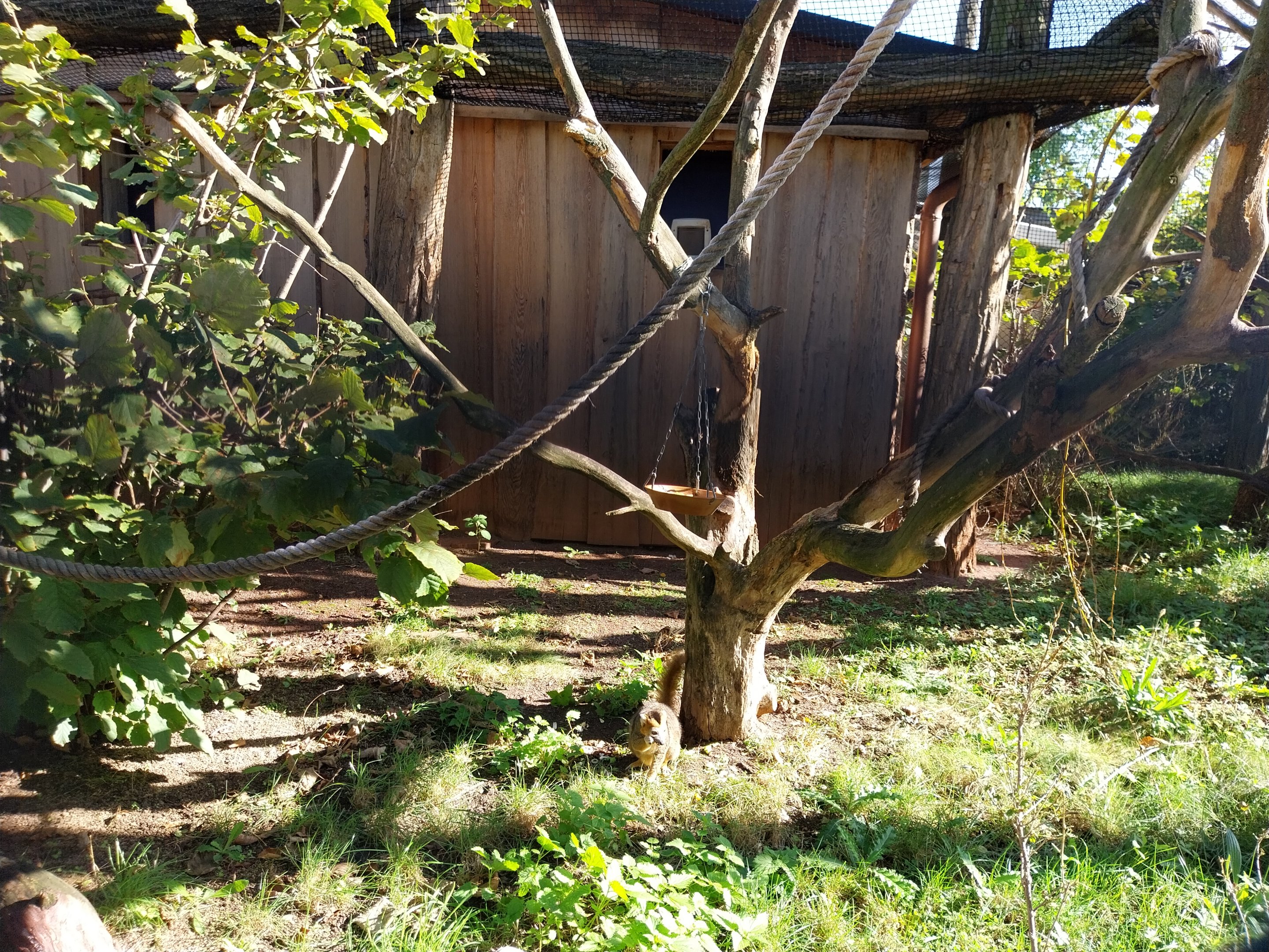 Lemur House - Crowned Lemur (Eulemur coronatus)