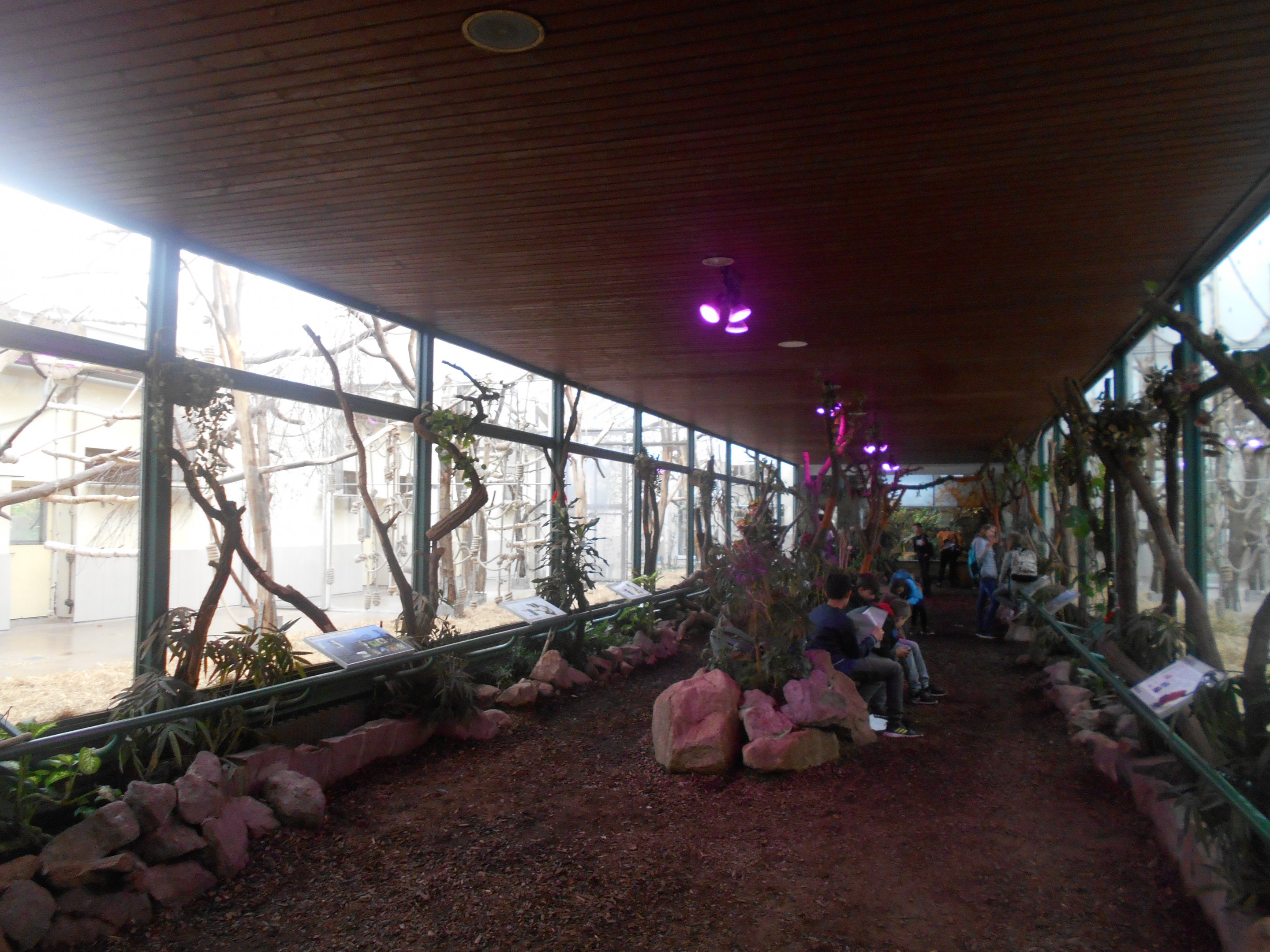 Lemur house interior