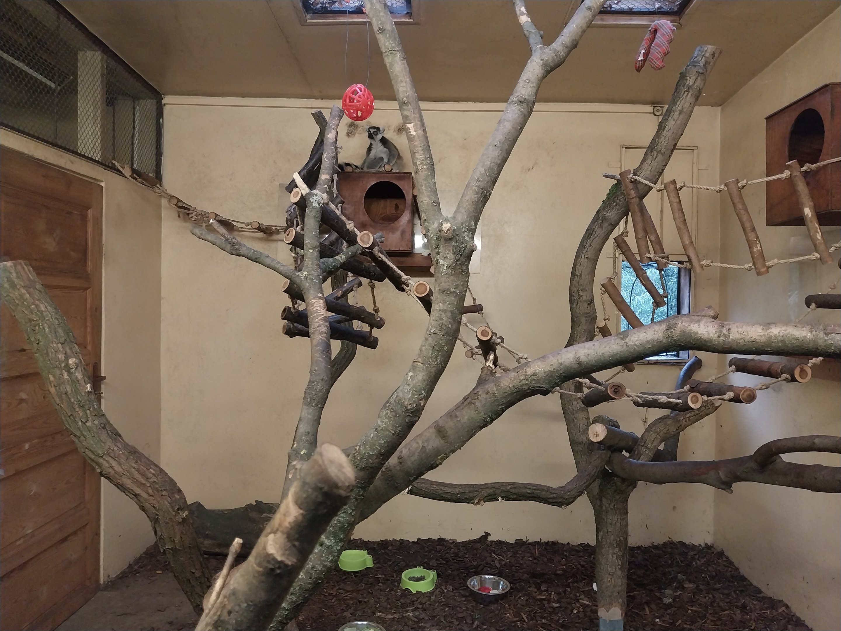 Lemur House - Ring-tailed Lemur (Lemur catta) and Red-bellied Lemur (Eulemur rubriventer)